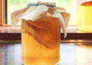 how to grow kombucha at home