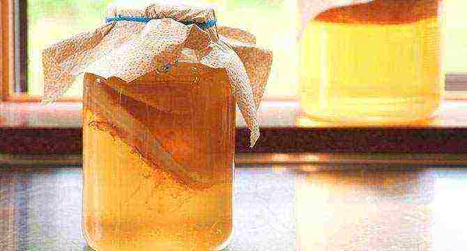 how to grow kombucha at home