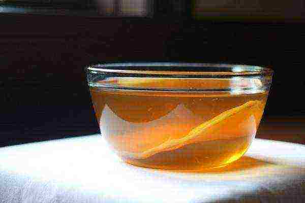 how to grow kombucha at home