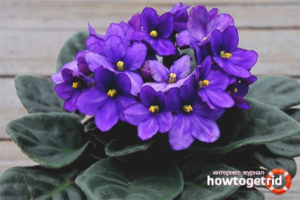 how violets are grown at home