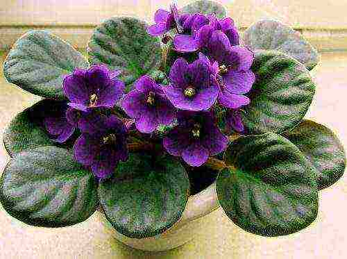 how violets are grown at home