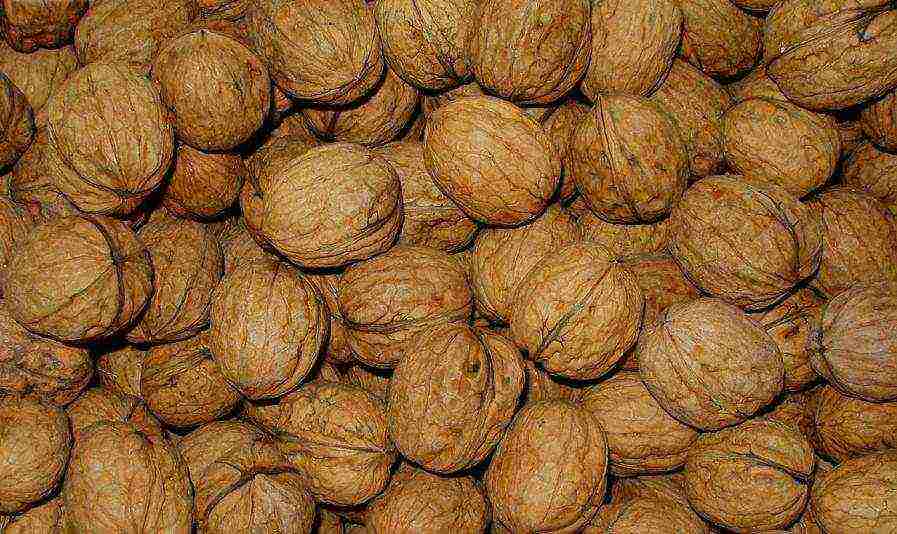 how walnuts are grown commercially