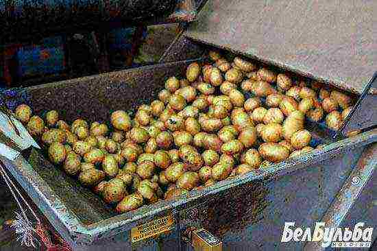 how potatoes are grown on an industrial scale