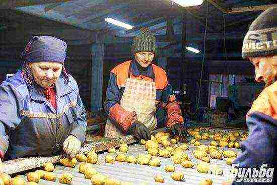 how potatoes are grown on an industrial scale