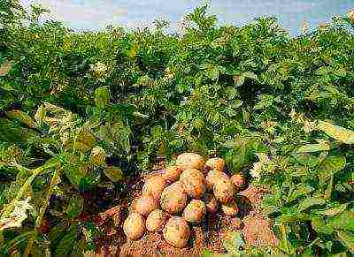 how potatoes are grown on an industrial scale