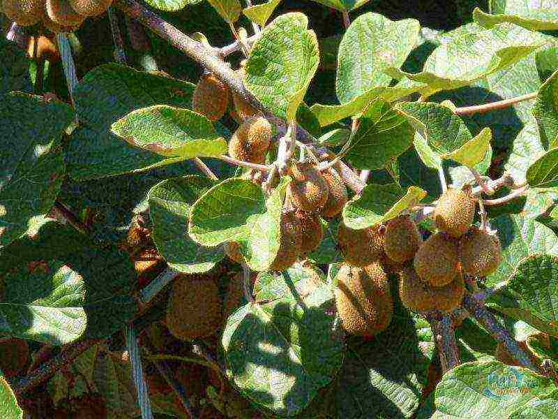 how kiwi is grown at home