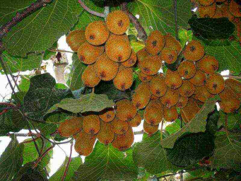 how kiwi is grown at home