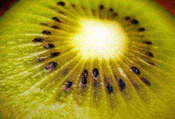 how kiwi is grown at home