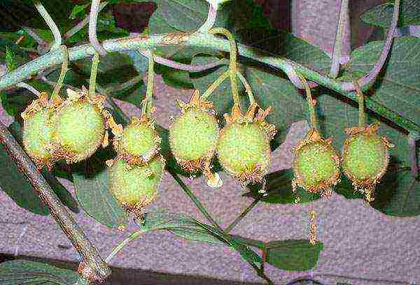 how kiwi is grown at home