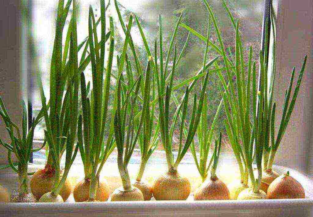 how to grow onions at home