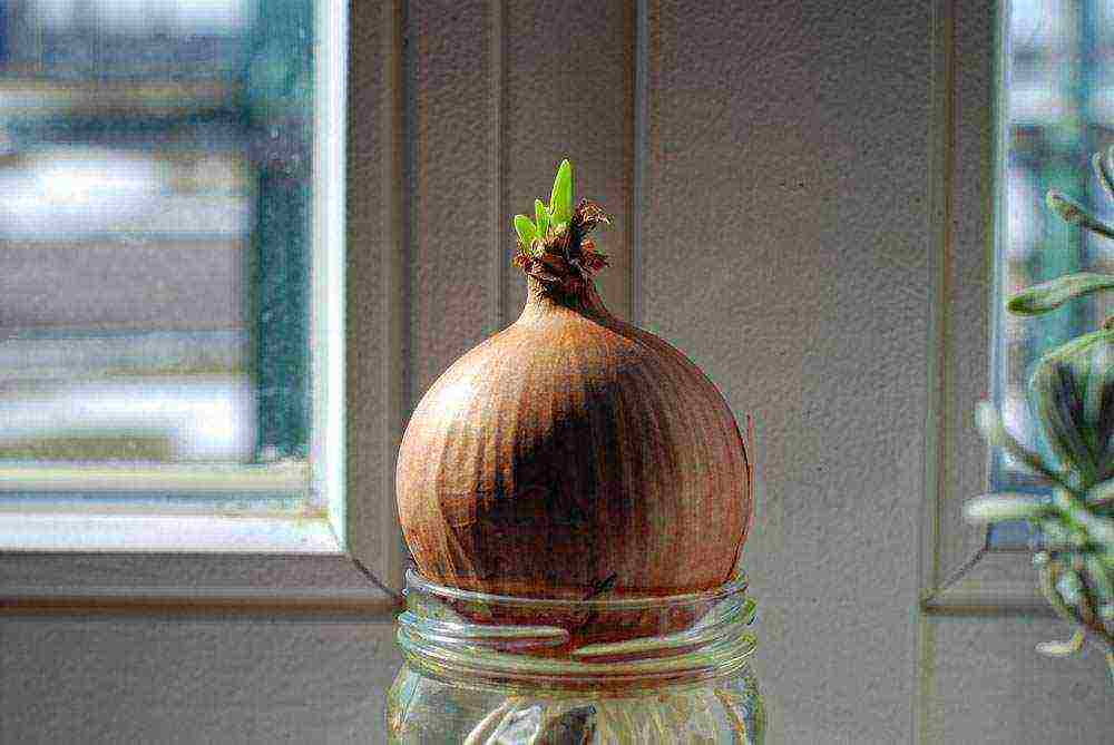 how to grow onions at home