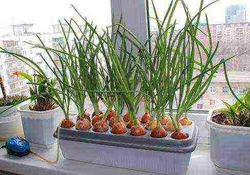 how to grow onions at home