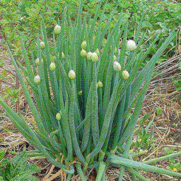 how to grow onions at home