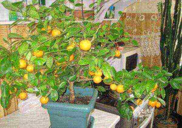 how tangerines are grown at home
