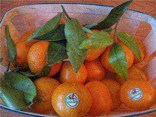 how tangerines are grown at home