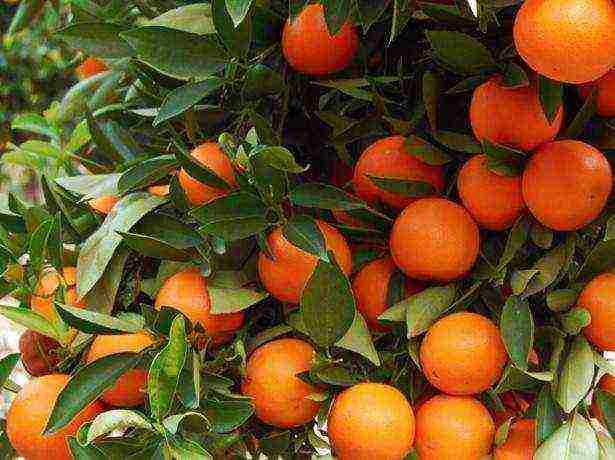 how tangerines are grown at home