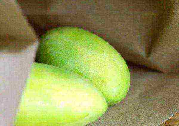 how mangoes are grown at home