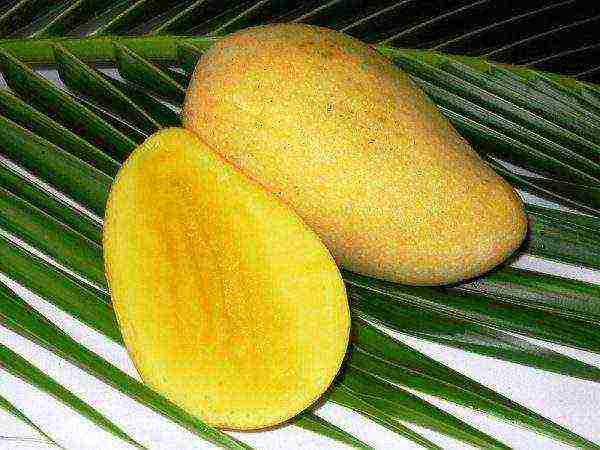 how mangoes are grown at home
