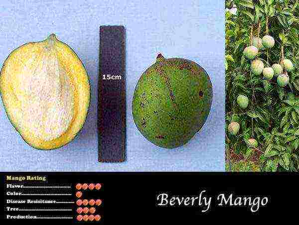 how mangoes are grown at home