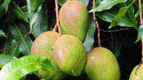 how mangoes are grown at home