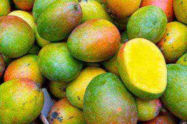 how mangoes are grown at home