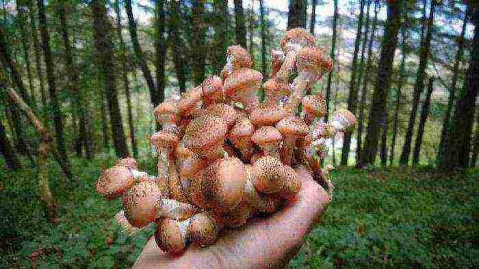 how honey mushrooms are grown at home