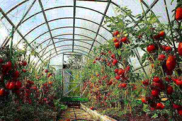 how tomatoes are grown in a polycarbonate greenhouse