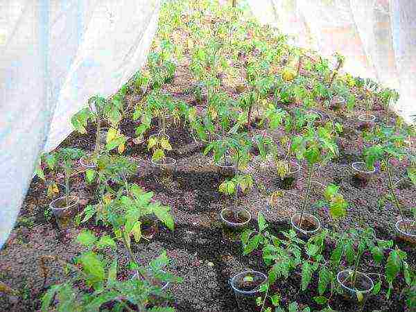 how tomatoes are grown in a polycarbonate greenhouse