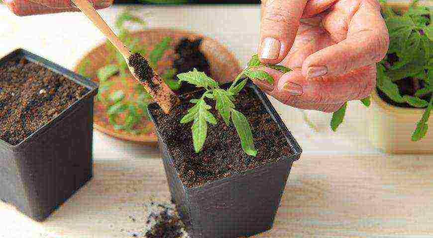 how tomatoes are grown in a polycarbonate greenhouse