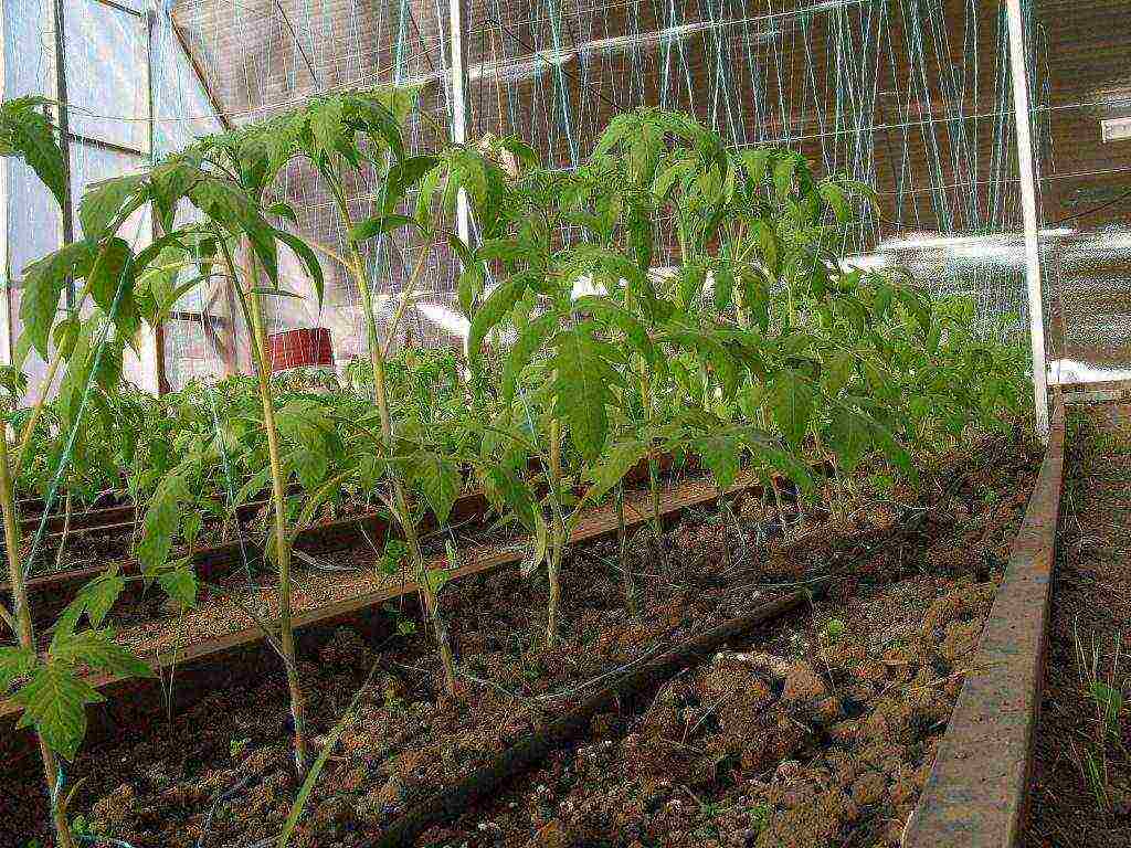 how tomatoes are grown in a polycarbonate greenhouse