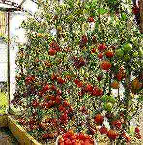 kung paano ang mga kamatis ay lumaki sa isang polycarbonate greenhouse