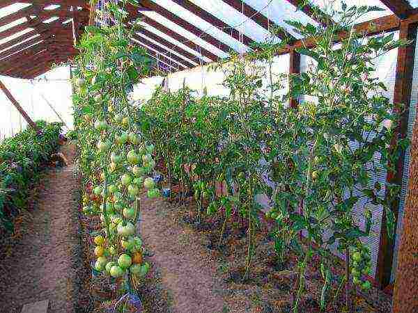 kung paano ang mga kamatis ay lumaki sa isang polycarbonate greenhouse