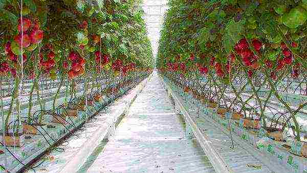 how tomatoes are grown in a polycarbonate greenhouse