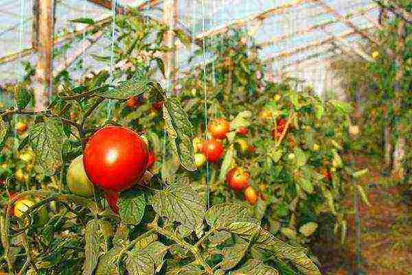 how tomatoes are grown in a polycarbonate greenhouse