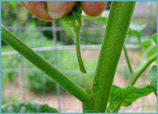 how tomatoes are grown in a polycarbonate greenhouse