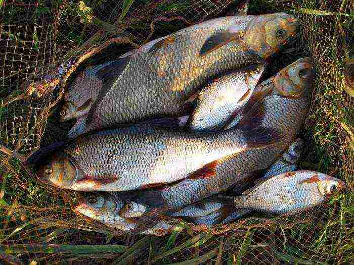 kung paano lumaki ang isda sa bahay