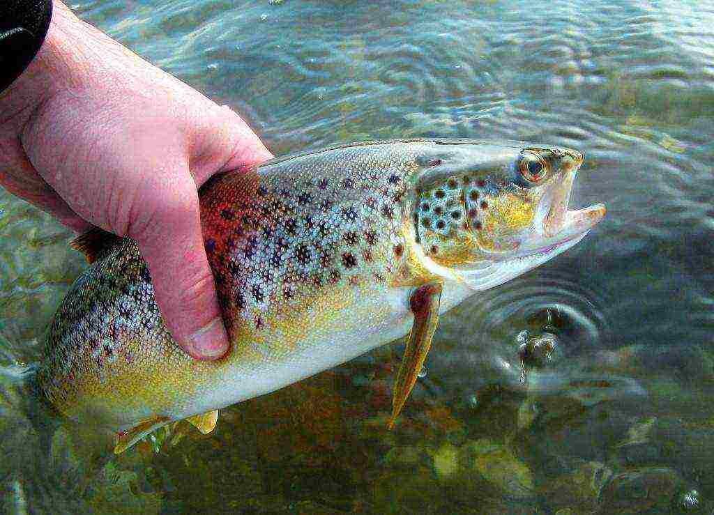 how fish is grown at home