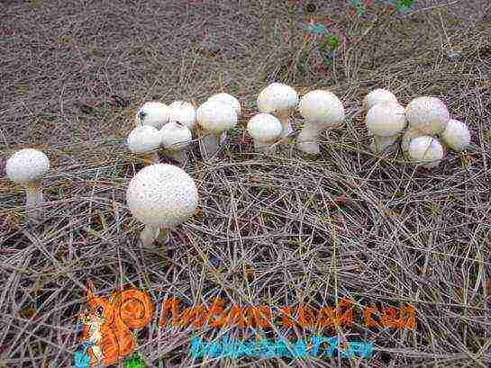 kako se gljive uzgajaju kod kuće