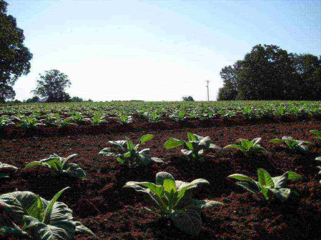 how tobacco is grown at home