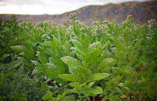 how tobacco is grown at home