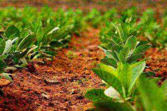 how tobacco is grown at home