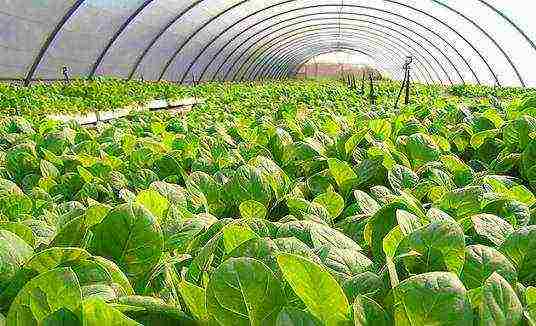 how tobacco is grown at home