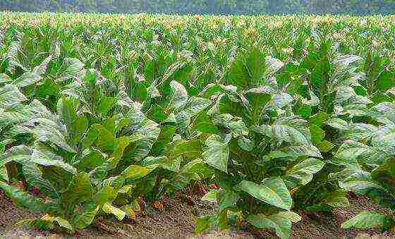 how tobacco is grown at home