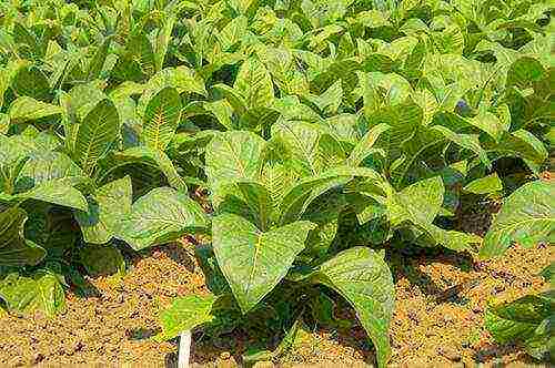 how tobacco is grown at home