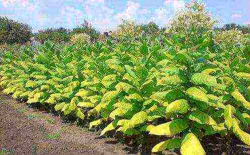 how tobacco is grown at home