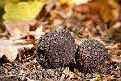how truffles are grown at home