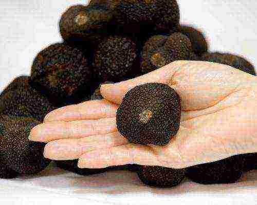 how truffles are grown at home