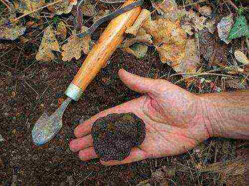 how truffles are grown at home