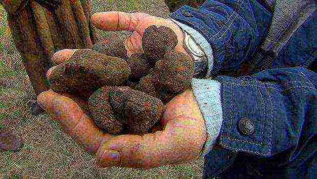 how truffles are grown at home