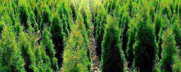 how thuja is grown from seeds at home